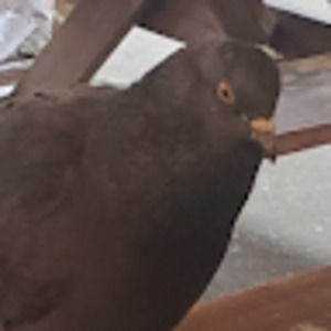 Meet your Posher, Brian